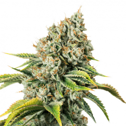 Північне сяйво КБД (Auto.Fem.) 1 шт. / CBD Northern Lights 2025